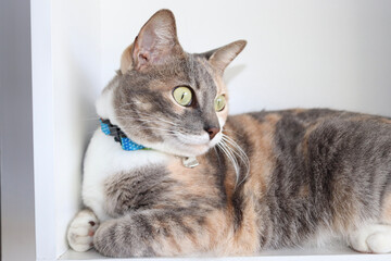 cat lying on a table