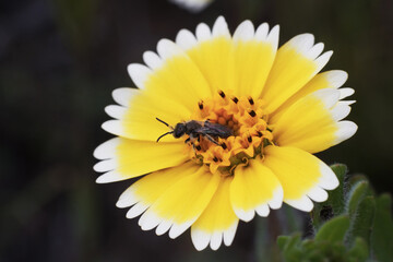 Insect collecting nectar on tiny tidytips flower