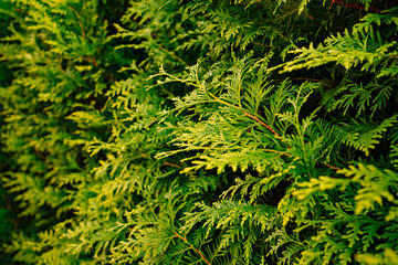green branches of thuja. evergreen coniferous plant. 