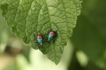 Predatory stink bug
