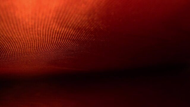 RACK FOCUSING inside macro view of intricately decorative endpaper of a hard cover book. Top left side dominant lines of fabric material glow vivid colors. Bottom, right side, and spine fade to black