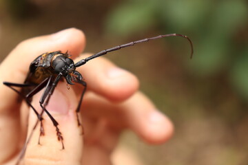 Black Longhorn Beetle