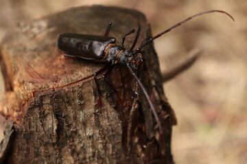 Black Longhorn Beetle