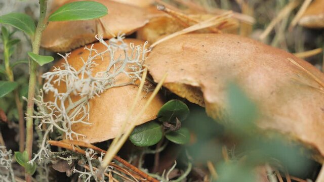 The flock of mushrooms on the forest ground in Espoo Finland with the green grasses around.geology shot.4k