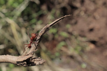 Red ant