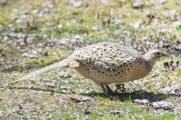 Pheasant on the Ground side view