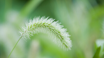 autumn, morning dew drops fell on the green foxtail