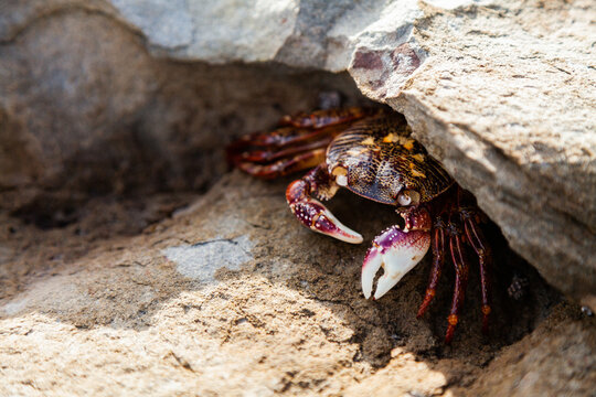 Crab on a rock