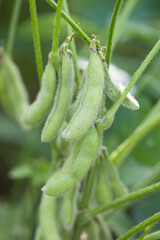 green soybean pods plant detailed in the field