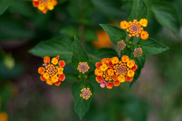 Closeup shot of orange lantana camera in Bright Sunlight Outdoors. horizontal. blurred background. Argentina