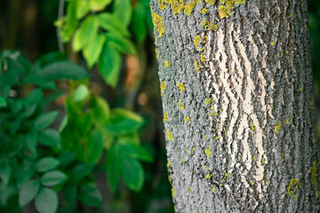 Forest trees. Nature. Green woody sunny background.