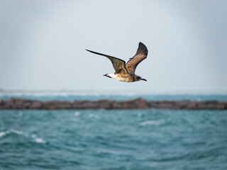 Seagull flying over ocean