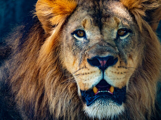 Lion Head close up shot 