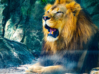Lion Roaring 