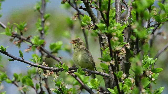 Singing bird. The icterine warbler (Hippolais icterina) is an Old World warbler in the tree warbler genus Hippolais.