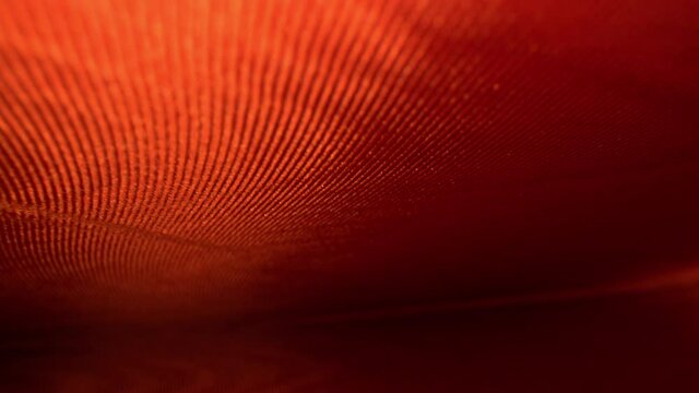 Pushing inside the intricately decorative endpaper of a hard cover book. Wavy lines and patterns of fabric material really pop with bright colors, predominantly on left side.