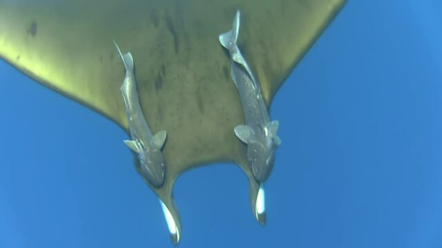 sicklefin devil ray mobula tarapacana with two sharksuckers symmetrically attached to its back in blue water,  one remora changing position, revealing bald spot on mobula skin, close-up top shot