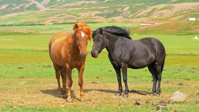 Two iceland horses standing on meadow with waving manes