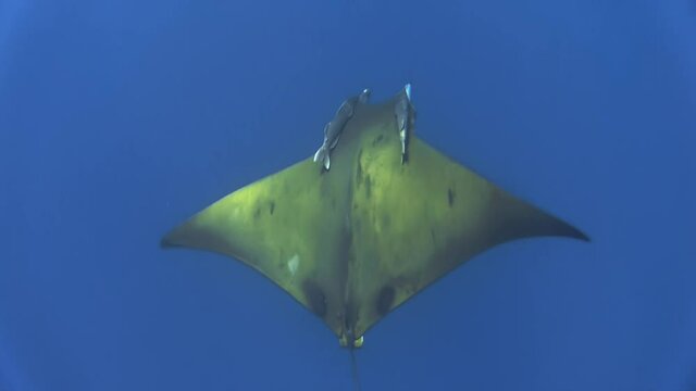 sicklefin devil ray mobula tarapacana with two sharksuckers symmetrically attached to its back in blue water, top shot
