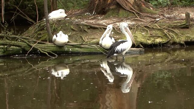 Group of Australian Pelicans resting.Australia's wildlife.