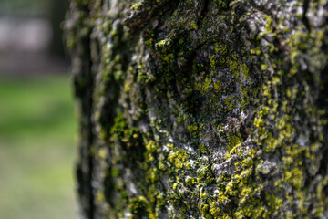 macro tree