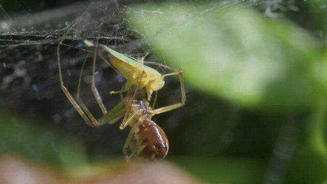 Predator and Prey - Common Sheetweb Spider, Linyphia triangularis, Froghooper