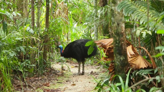 Southern cassowary bird standing on narrow path at a forest, wide shot