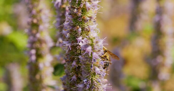 A bees anise. Close up clip of bumble bee pollinating and slowly climbing an anise flower(Agastache Foeniculum or Anise Hyssop) black licorice scented. Cinema 4K (4096x2160) 30fps slowed from 60fps.