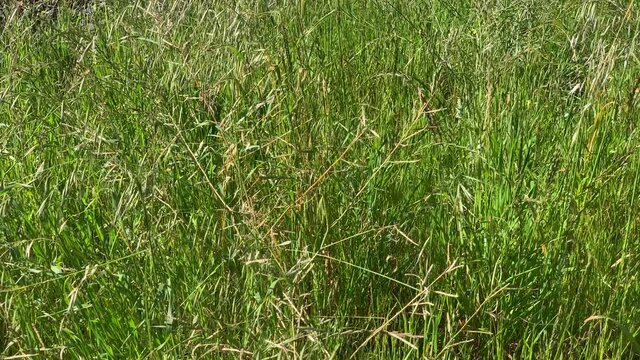 Brome grass weed long stalk seeds blowing in the wind
