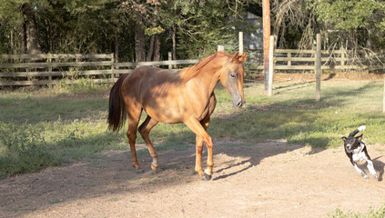 Obraz premium horse and dog playing