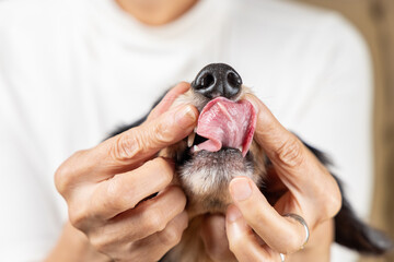 歯の健康状態をチェックされるのを嫌がり舌を出して抵抗する愛犬