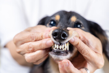 歯の健康状態をチェックされる愛犬のダックスフンド