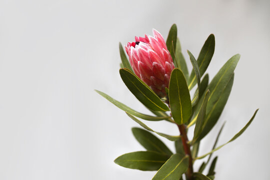 Close up shot of a pink protea flower.