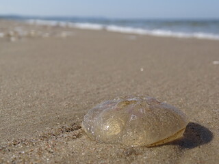 Ohrenqualle am Ostseestrand