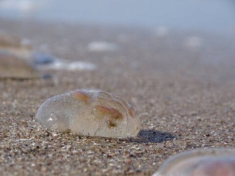 Qualle am Ostseestrand