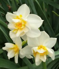 Fototapeta na wymiar daffodils on a white background