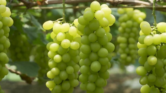 Fresh grapes in the vineyard