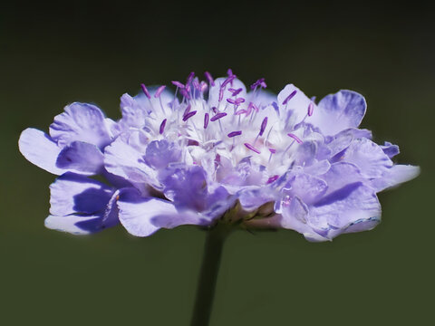 Scabiosa Or Pin Cushion Flower Seen Closeup