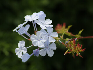 Cluster of white plumbago flowers against a dark background