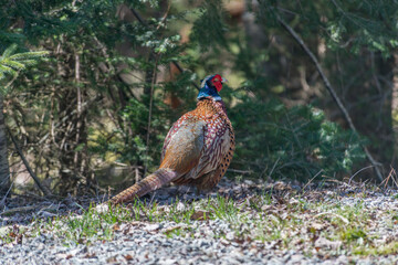 Male Ring-Necked Pheasant at the edge of the forest