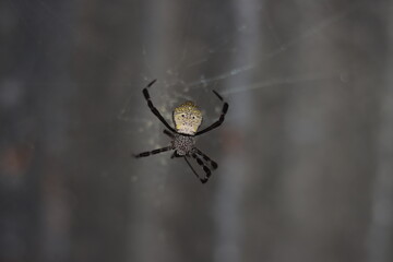 photo of a white spider in its web