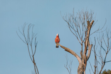 A Galah Sitting on a Tree Branch in the backyard - Rose Breasted Cockatoo