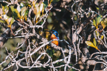 Azure Kingfishers perched on a tree branch watching over the lagoon