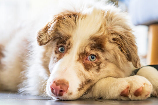 Close up of a furry puppy's face with floppy ears resting his chin on the floor