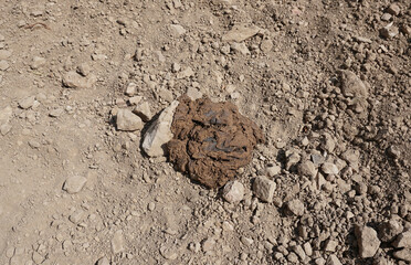 Cattle manure in the soil