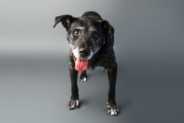 Mixed-Breed Dog senior dog. Adopt senior dogs photo shoot on plain background