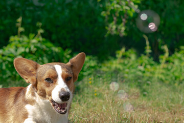 Funny big-eared corgi dog in the fresh air