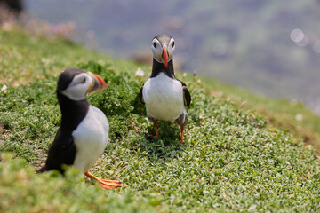 puffin standing on a rock cliff . fratercula arctica