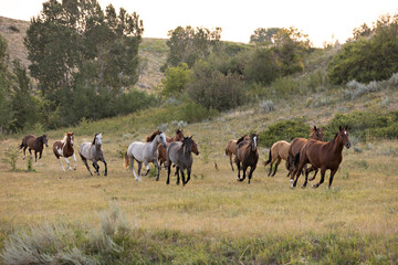 Naklejka na ściany i meble Wyoming Ranch Horses Running