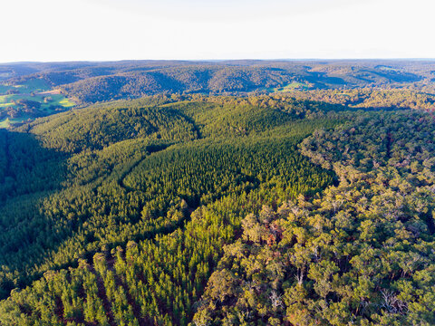 aerial view of hills with forest and pine plantation
